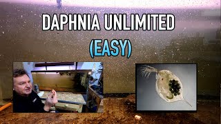 How I Raise Daphnia Water Fleas And You Can Too [upl. by Jenna]