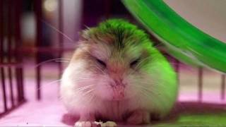 Roborovski Hamster Yawn [upl. by Waldman]