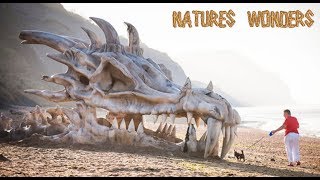 National Geographic  The Last Dragon  Nature Documentary [upl. by Ainegue302]