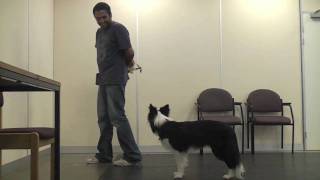 Teaching A Dog To Wear A Muzzle Muzzle Training [upl. by Lamoureux]