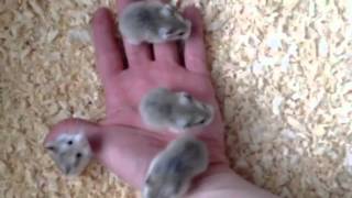 3 week old Roborovski Hamsters [upl. by Nebeur750]