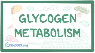 Glycogen metabolism [upl. by Dedie]