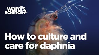 Caring and Culturing for Daphnia [upl. by Sauveur]