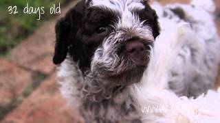 Brown Roan Lagotto  from puppy to adult [upl. by Bili]