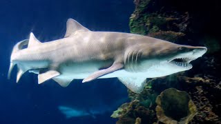 Facts The Sand Tiger Shark [upl. by Neumeyer525]