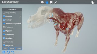 EasyAnatomy Overview Video 3D Canine Anatomy for Veterinary Students [upl. by Lamson]