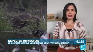 Especies invasoras exóticas y bonitas para la vista pero peligrosas para la biodiversidad [upl. by Taran]