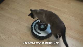 Cat shows HOW TO use iRobot Roomba Vacuum [upl. by Adnohryt525]