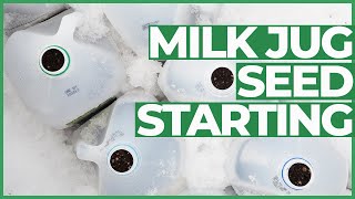 🌱Milk Jug Seed Starting🌱 [upl. by Koralle915]