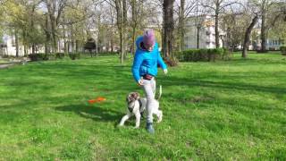 lagotto romagnolo training [upl. by Richmound]