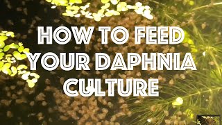 How To Feed Your Daphnia Culture [upl. by Netsirt848]