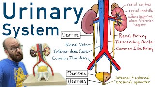 Urinary System  Structure Function Plastinated Kidney and Bladder 3D Model [upl. by Fillander]