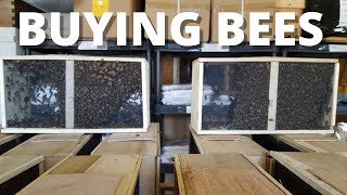 Beekeeping for Beginners Buying bees [upl. by Chin783]