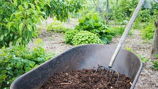 the TRUTH about using Wood Chips in the Garden [upl. by Atiraj936]