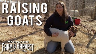 Raising Goats for 4H  Maryland Farm amp Harvest [upl. by Michael]