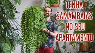 Como CULTIVAR SAMAMBAIAS em APARTAMENTO [upl. by Abana]