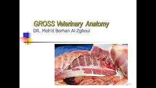 Introduction Gross veterinary Anatomy 1 [upl. by Taft316]