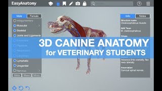 3D Canine Anatomy for Veterinary Students  EasyAnatomy [upl. by Eitnom]