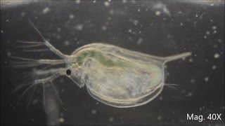 Daphnia magna under the Microscope [upl. by Dorej]