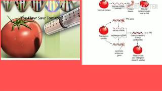 Flavr Savr Tomato RNA antisense technology transgenic biotechnology [upl. by Nesaj644]