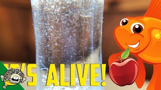 How to culture Vinegar Eels The EASY Way Live Fish Food [upl. by Adaliah328]