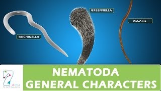 Nematoda General Characters [upl. by Laehcim]