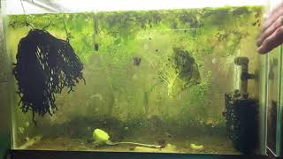 Scuds Daphnia Cherry Shrimp Copepods My aquatic food culture [upl. by Ttenneb97]