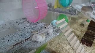 My roborovski hamster and their cage [upl. by Romilda]