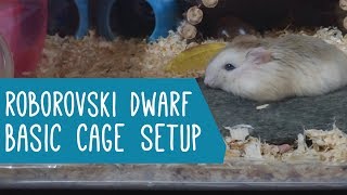 Roborovski Dwarf Hamster Basic Cage Setup [upl. by Lempres172]