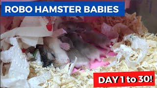 CUTE ROBOROVSKI DWARF HAMSTER BABIES Day 1 to 30 仓鼠宝宝，第一到三十天 [upl. by Mclain]