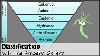 Classification [upl. by Svoboda]