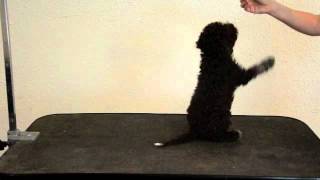 TRAINING LAGOTTO PUPPIES [upl. by Ynahteb712]