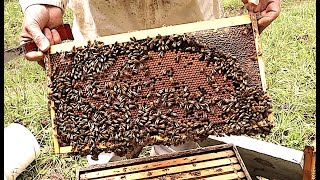 How We Prepare Bees For Winter Part 1 [upl. by Blanchard]