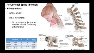 Cervical Flexion amp Extension BIOMECHANICS [upl. by Dolora]