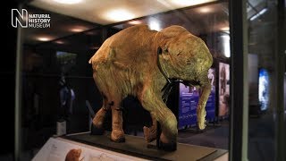 Mammoths Ice Age Giants  the preview  Natural History Museum [upl. by Cardinal627]