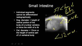 VET Talks  Normal Radiographic Anatomy of the Canine Abdomen [upl. by Araid333]