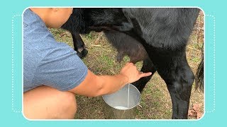 How to Milk a Cow by Hand [upl. by Eniale]