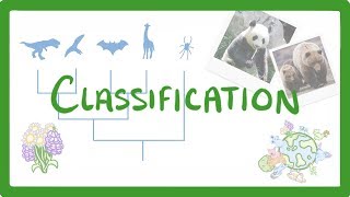 GCSE Biology  Classification 80 [upl. by Pich879]