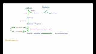 Galactose Metabolism [upl. by Darum]