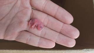 How hamster giving birth  Baby hamsters being born [upl. by Jobyna]