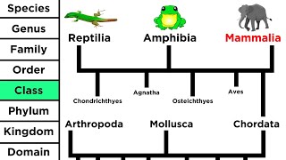 Phylogeny and the Tree of Life [upl. by Aihcila802]