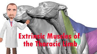 Extrinsic Muscles of the Thoracic Limb  Forelimb Removal [upl. by Aynod]