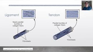 Biomechanics Tendon amp Ligament Mechanical Properties [upl. by Meriel]