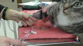 How to place an intravenous IV catheter  VETgirl Veterinary CE Videos [upl. by Iana949]