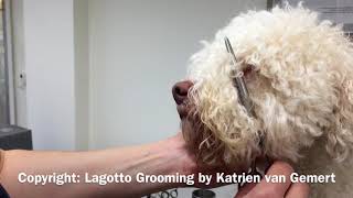 Grooming the hair around Lagotto eyes [upl. by Assennav886]