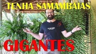 COMO CULTIVAR SAMAMBAIAS com SUCESSO [upl. by Yer]