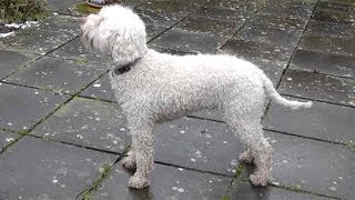 Dog Breed Video Lagotto Romagnolo [upl. by Wehtam]