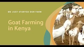 Starting Goat Farming in Kenya Essential Tips and Insights  We Just Started Our Farm [upl. by Ys]