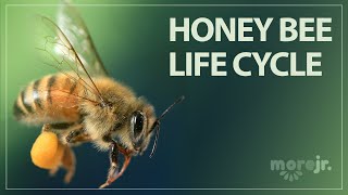 The Life Cycle of a Honey Bee [upl. by Newcomer]