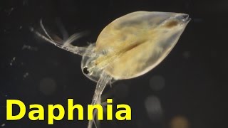 Daphnia [upl. by Giarc479]